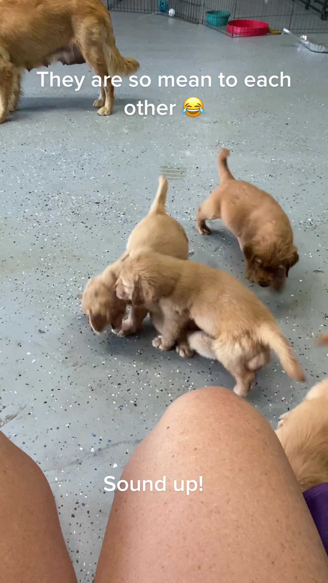 @Family full of goldens