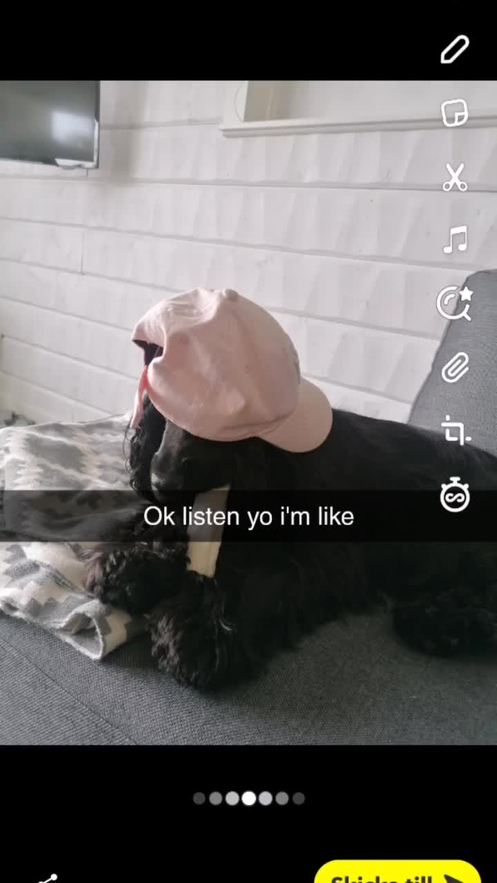 @Cockerspanielester