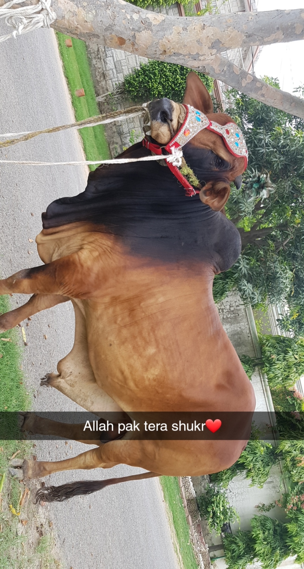 @shah 1