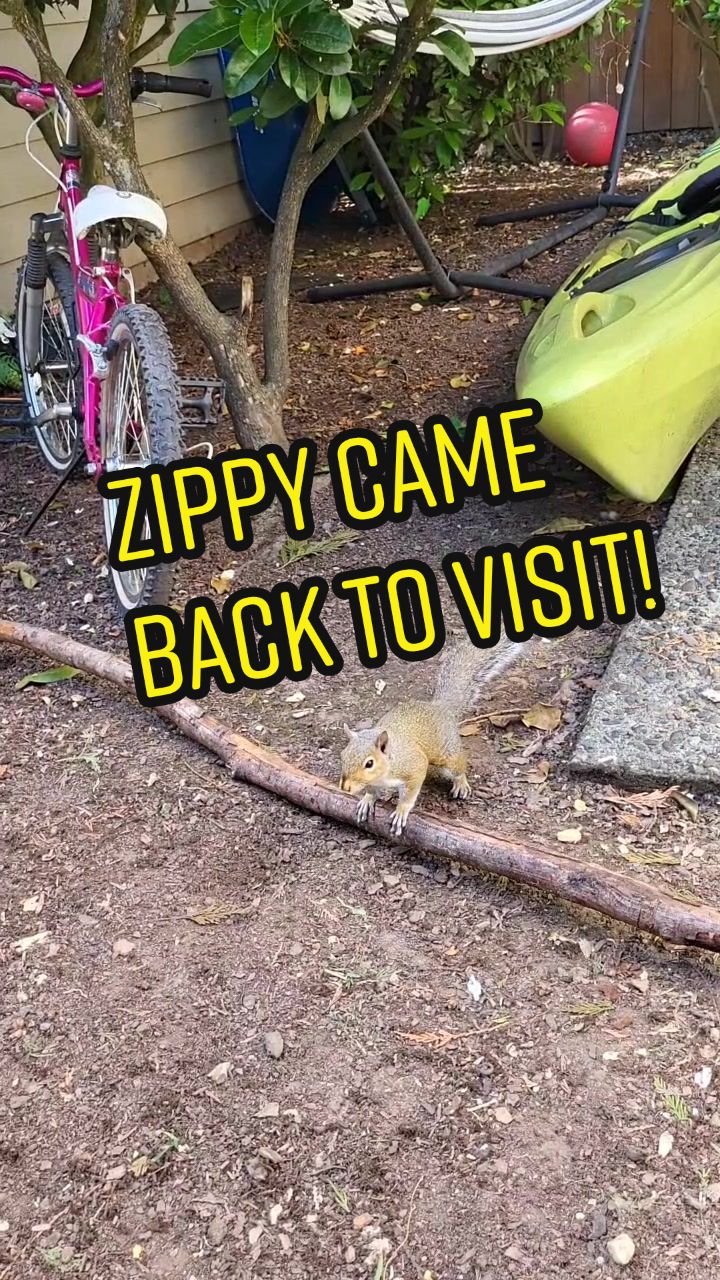 @ZippyTheRescueSquirrel