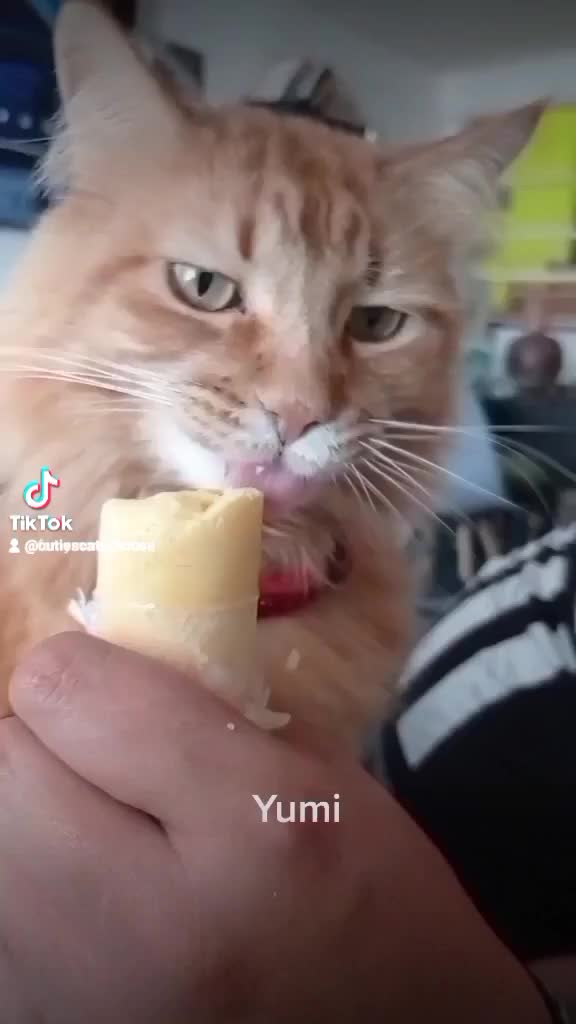 @CutiesCat House