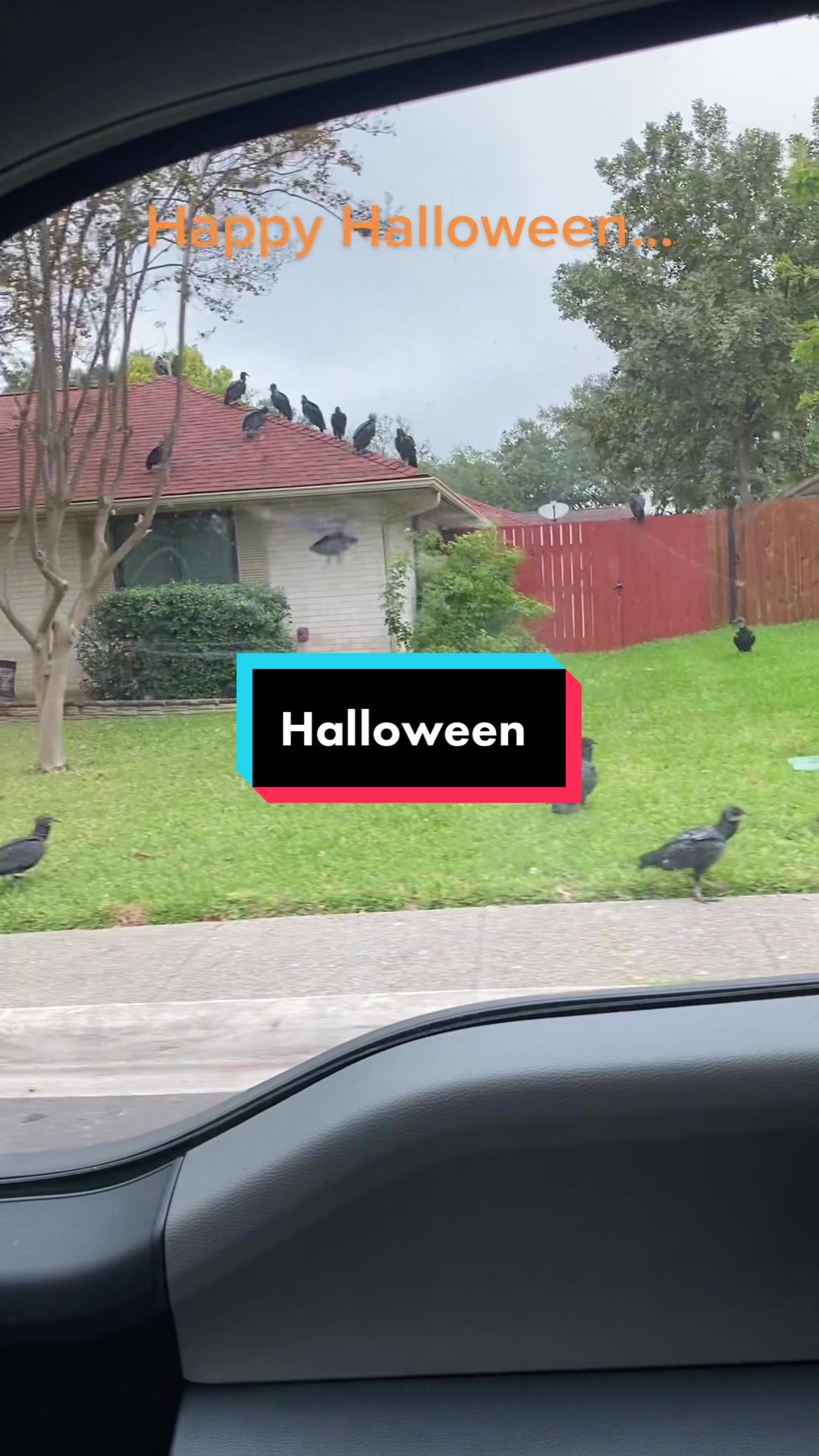 @#Puffinry