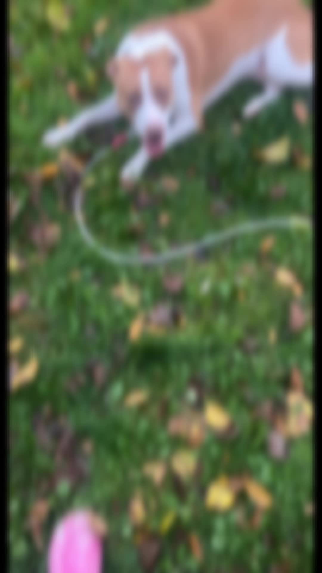 @x_.luperose._