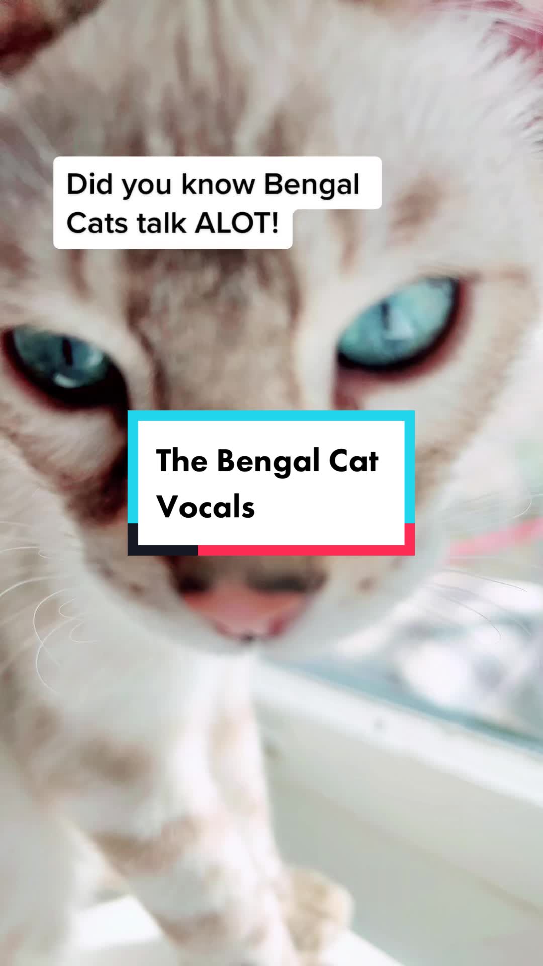 @wonderspotsbengals