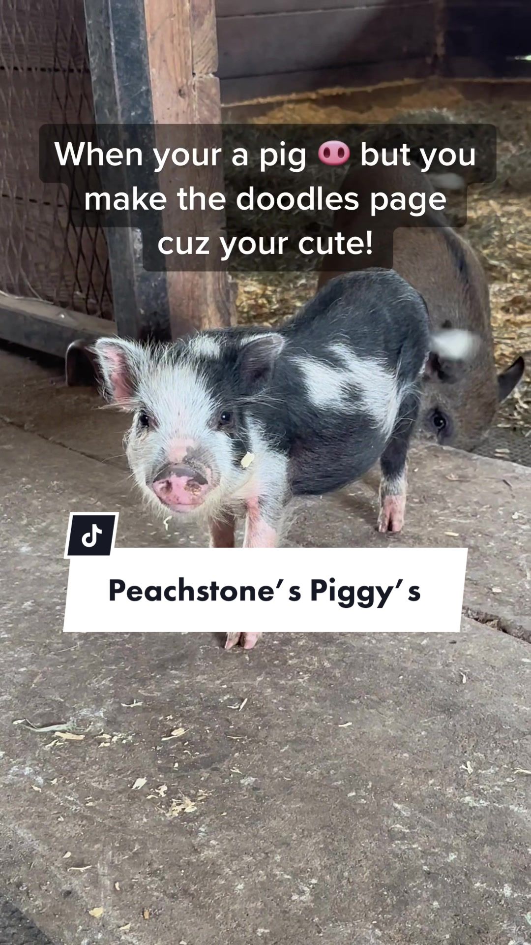 @Peachstones Bernedoodles