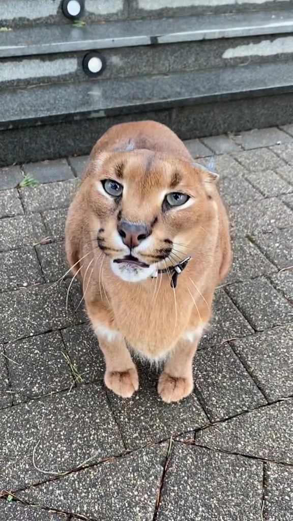 @Pumba Caracal