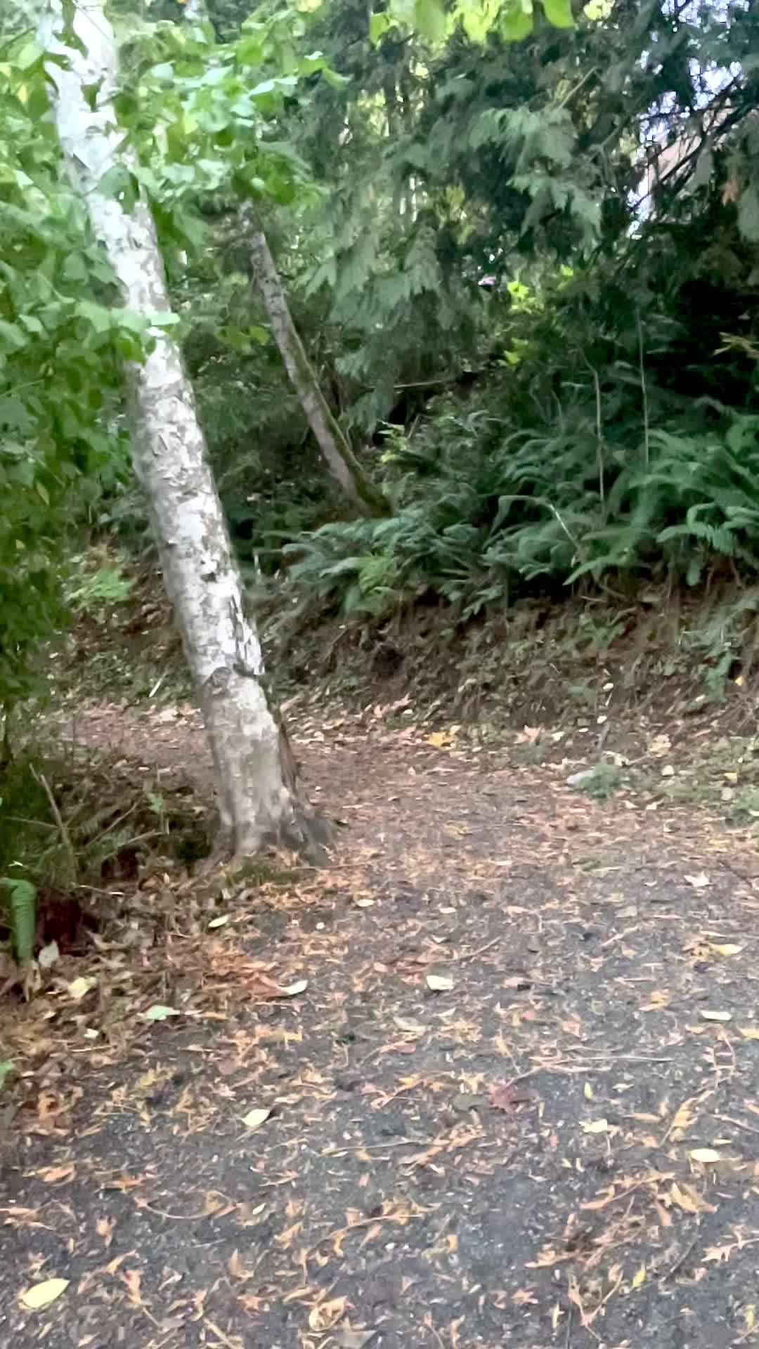 @lovelysidhu66