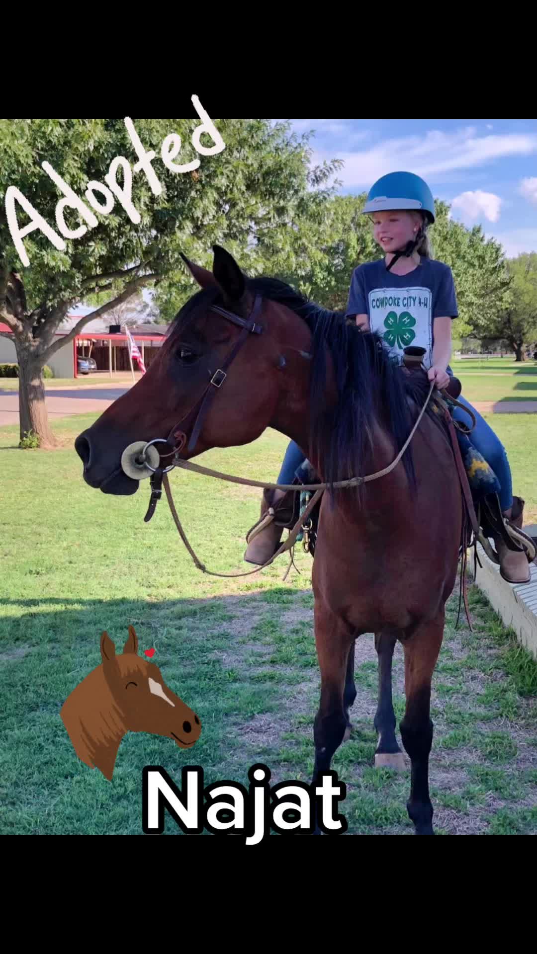 @Horses<>Helping<>Humans