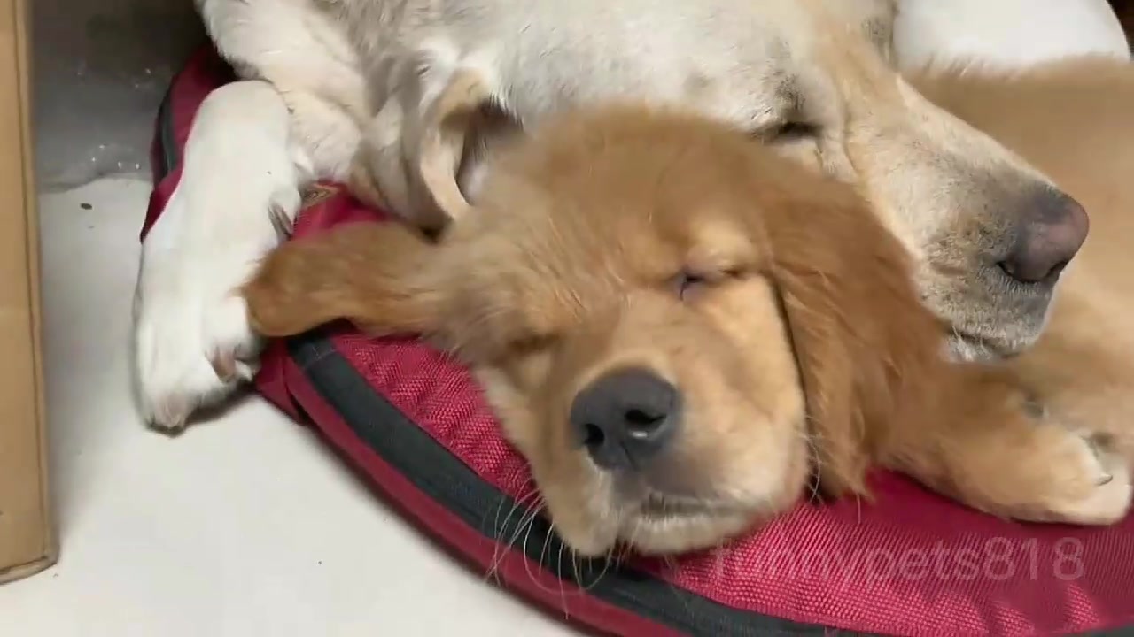 @funnypets818