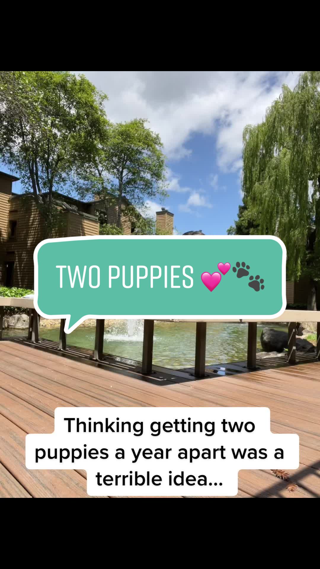 @Thedistracteddogmom