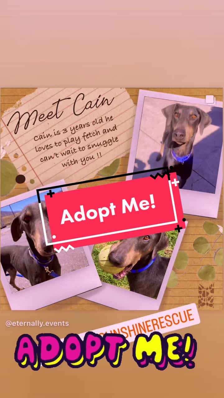 @blessed_dobies