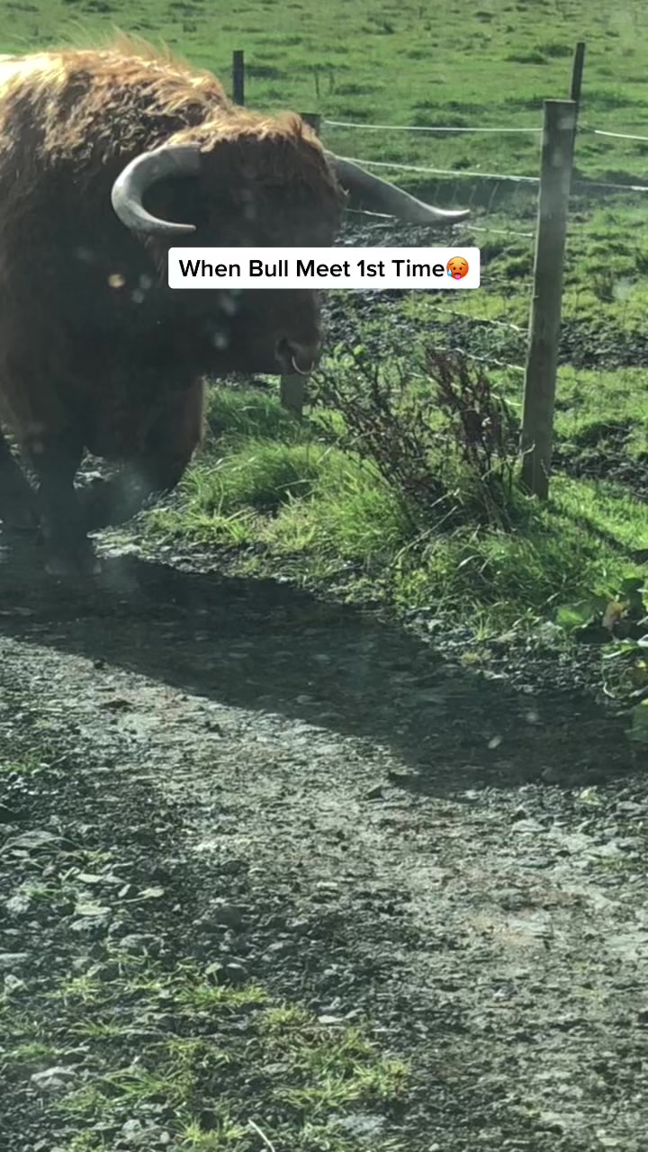 @Highland Coo Clan