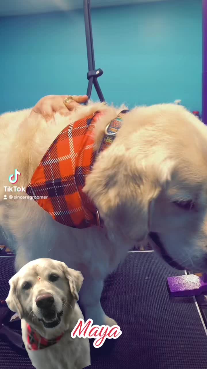 @Sincere Groomer