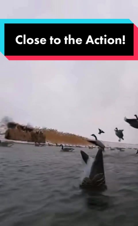 @Birdbath Waterfowl🦆