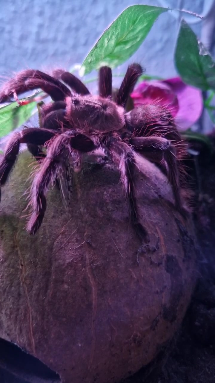 @brachypelma.de