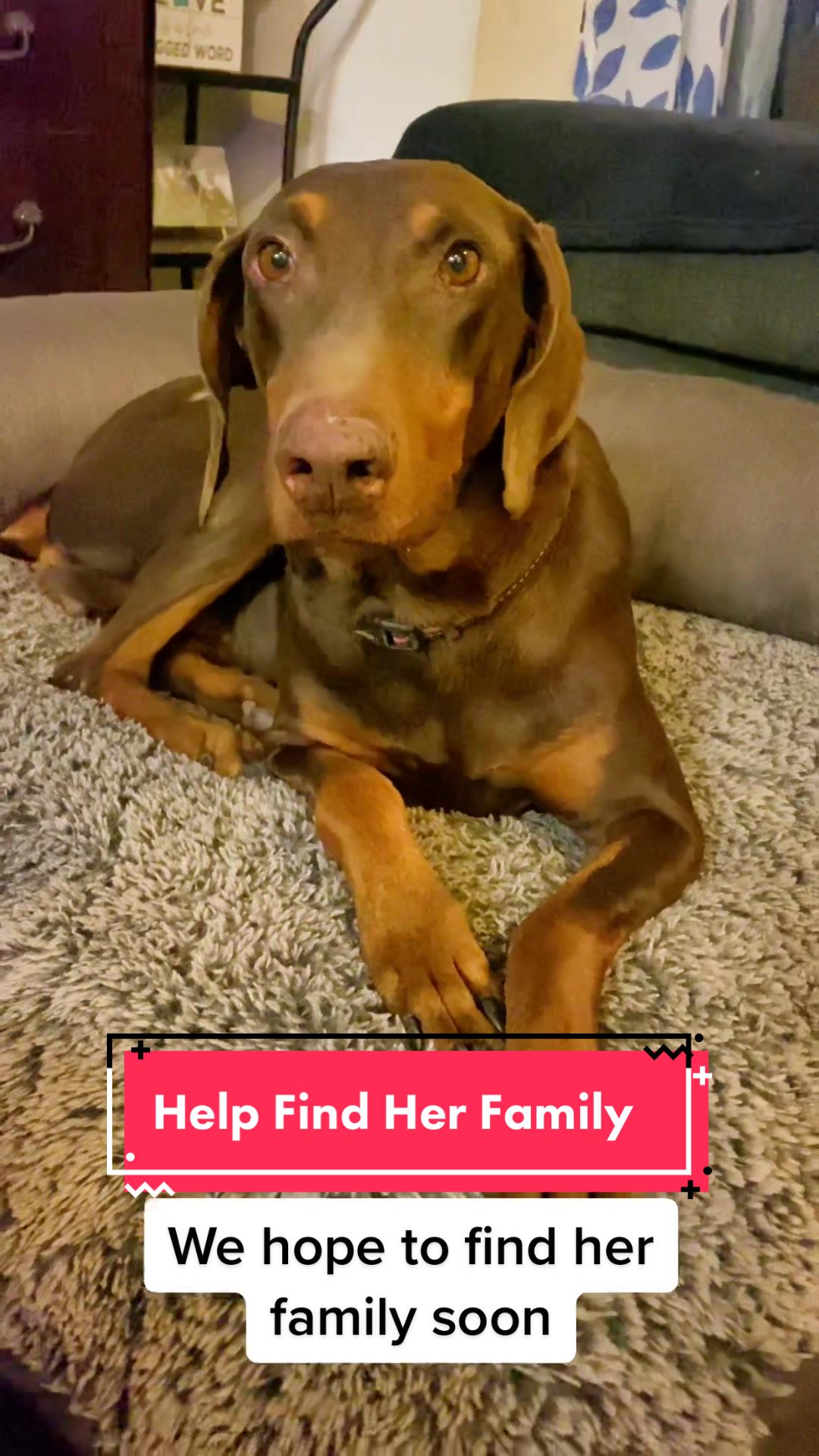 @blessed_dobies