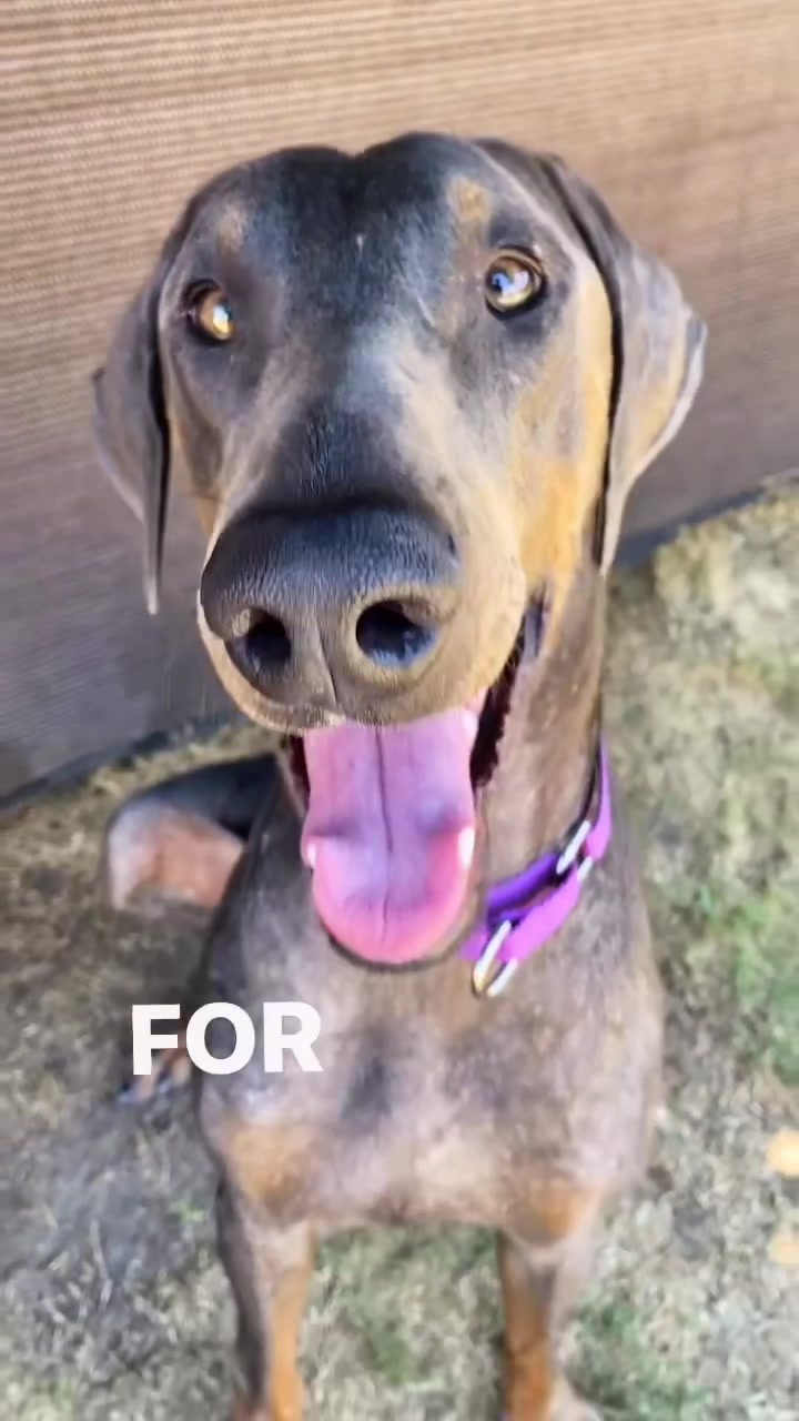 @blessed_dobies