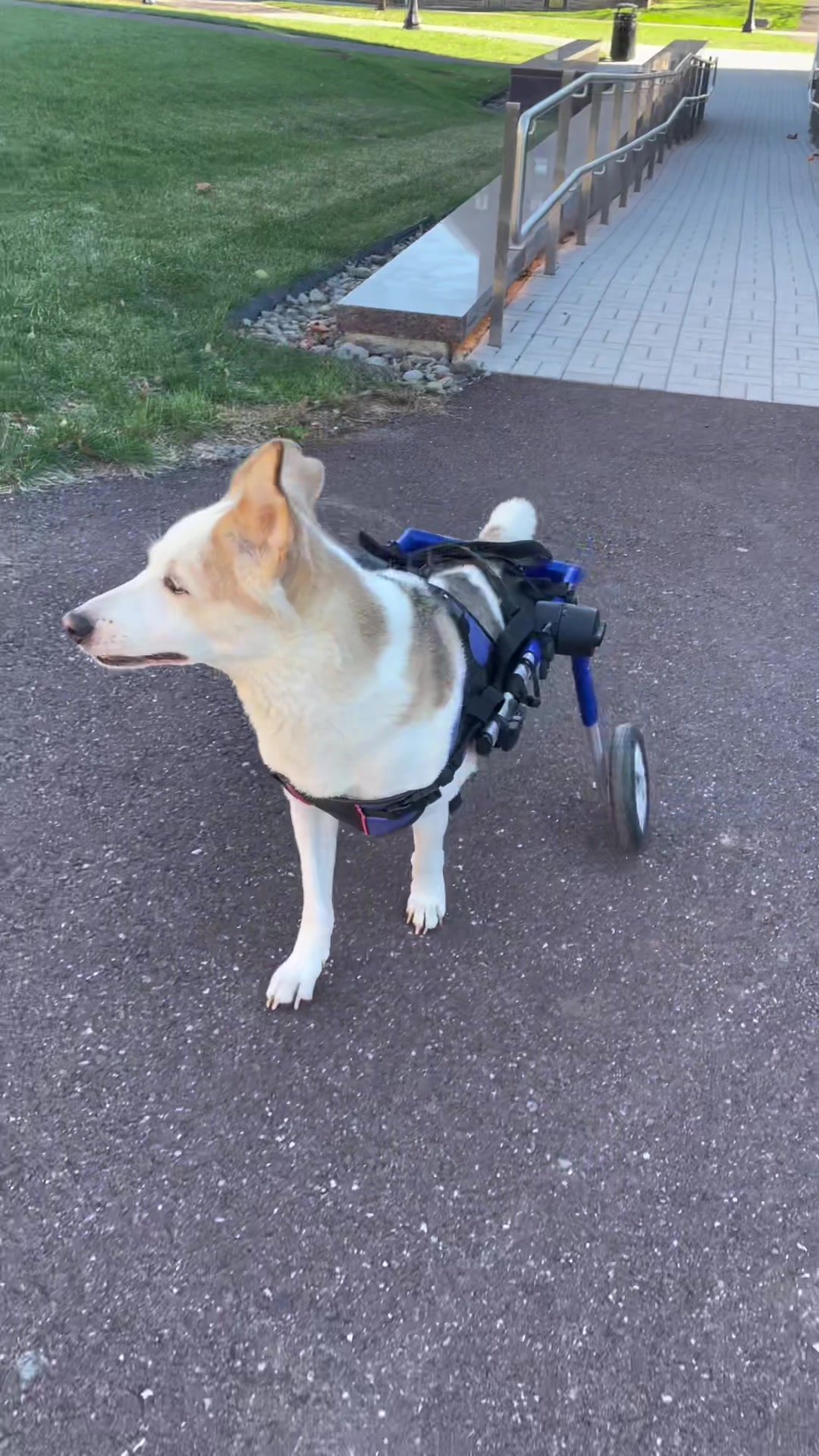 @2legdogs