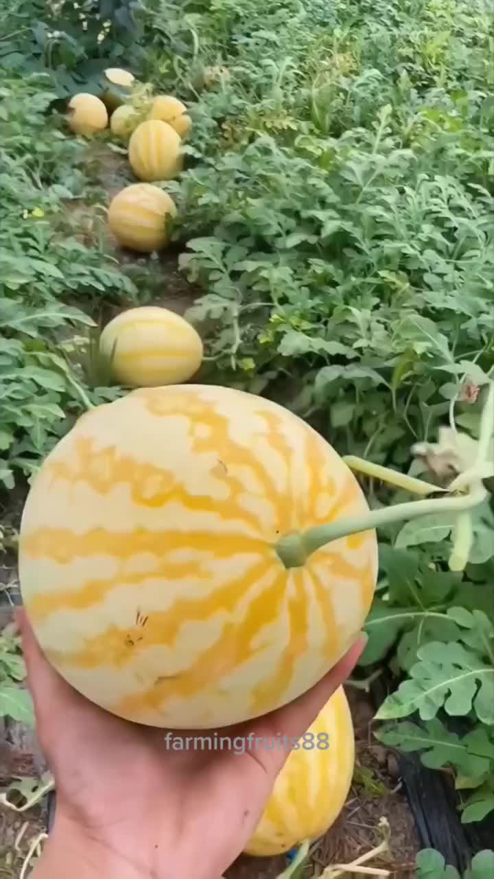 @Fruits88🍎🍐🍇