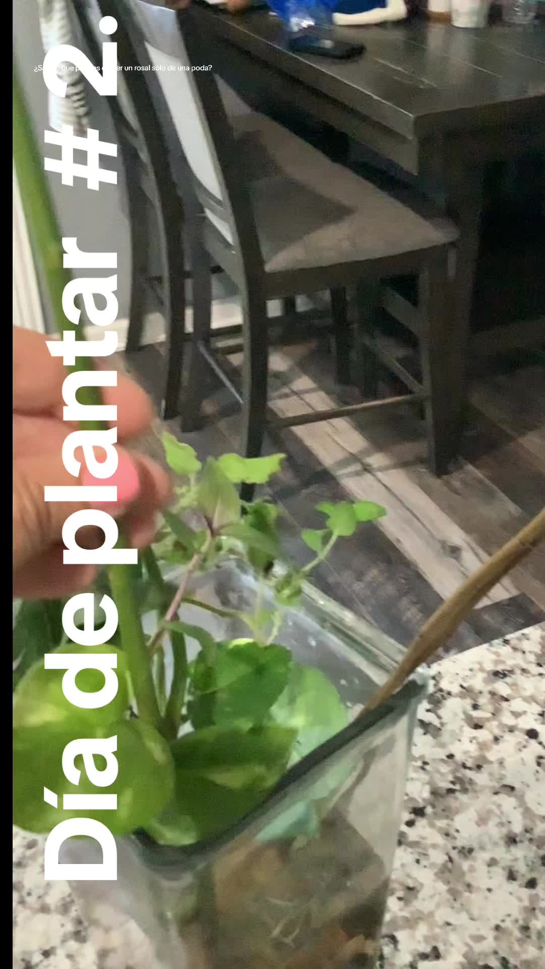 @Rosa Mata Flores
