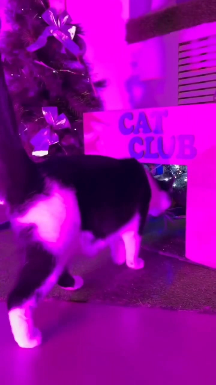 @funnyAnimals