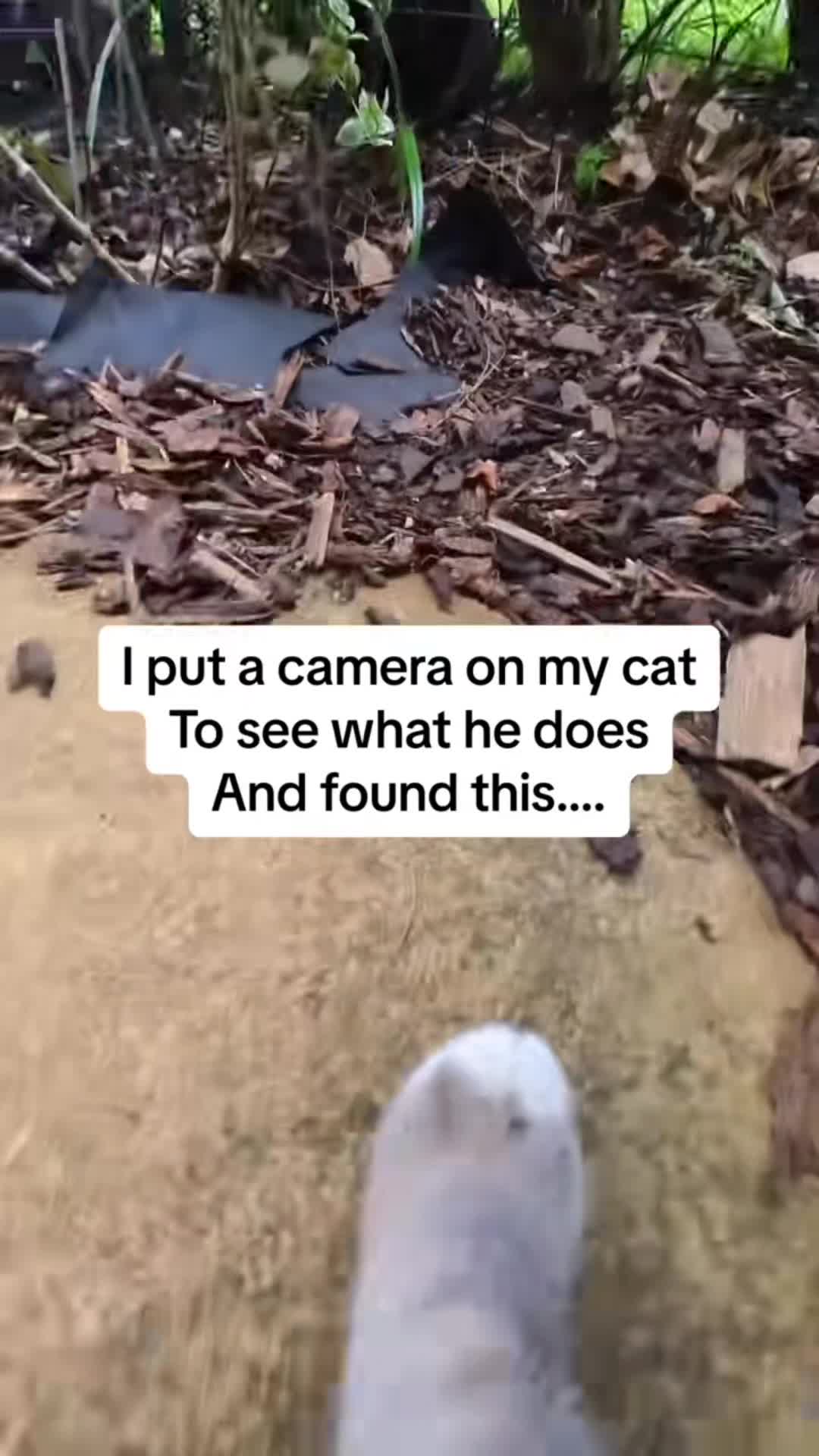 @Mo El Kitty Gato