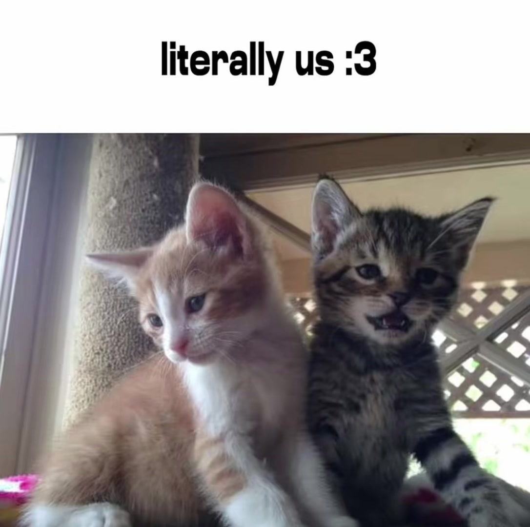 @Cat Memes