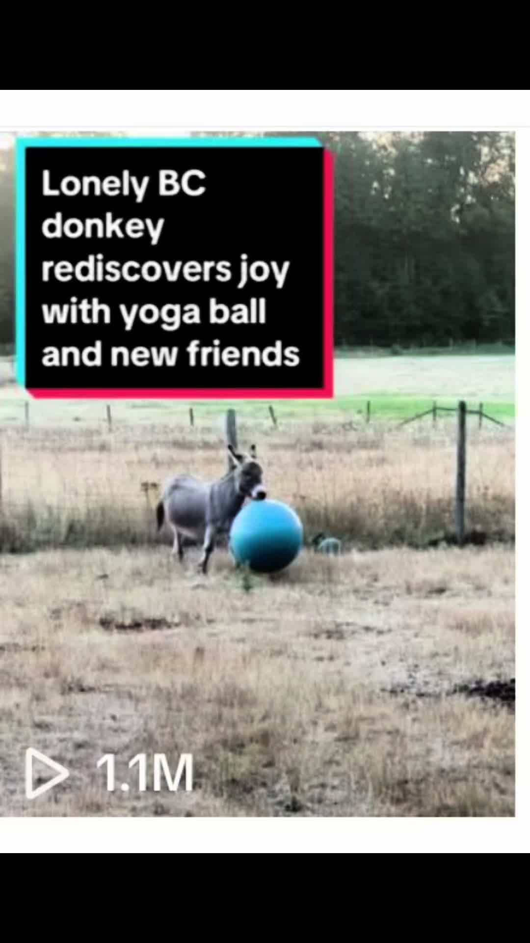 @Home for Hooves 🐽