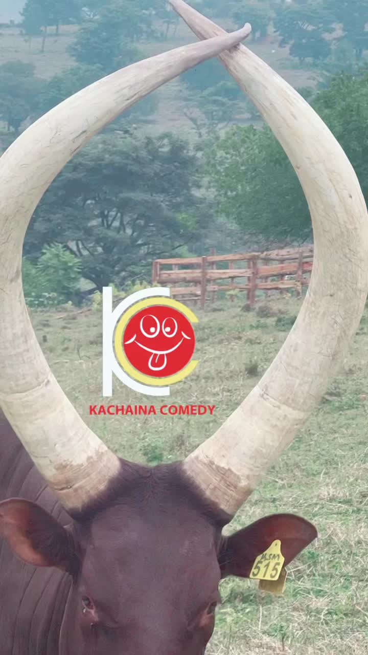 @KachainaMedia