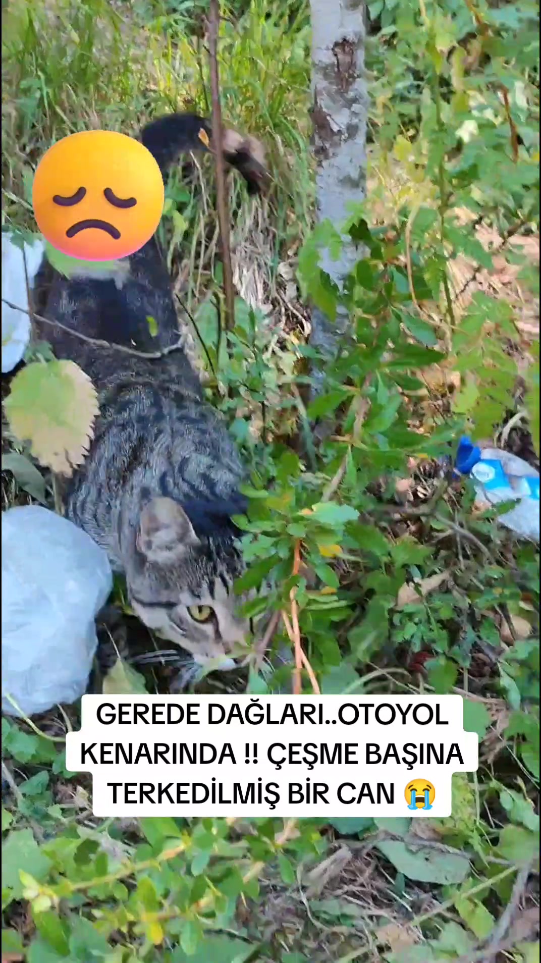 @azaphanecanlari
