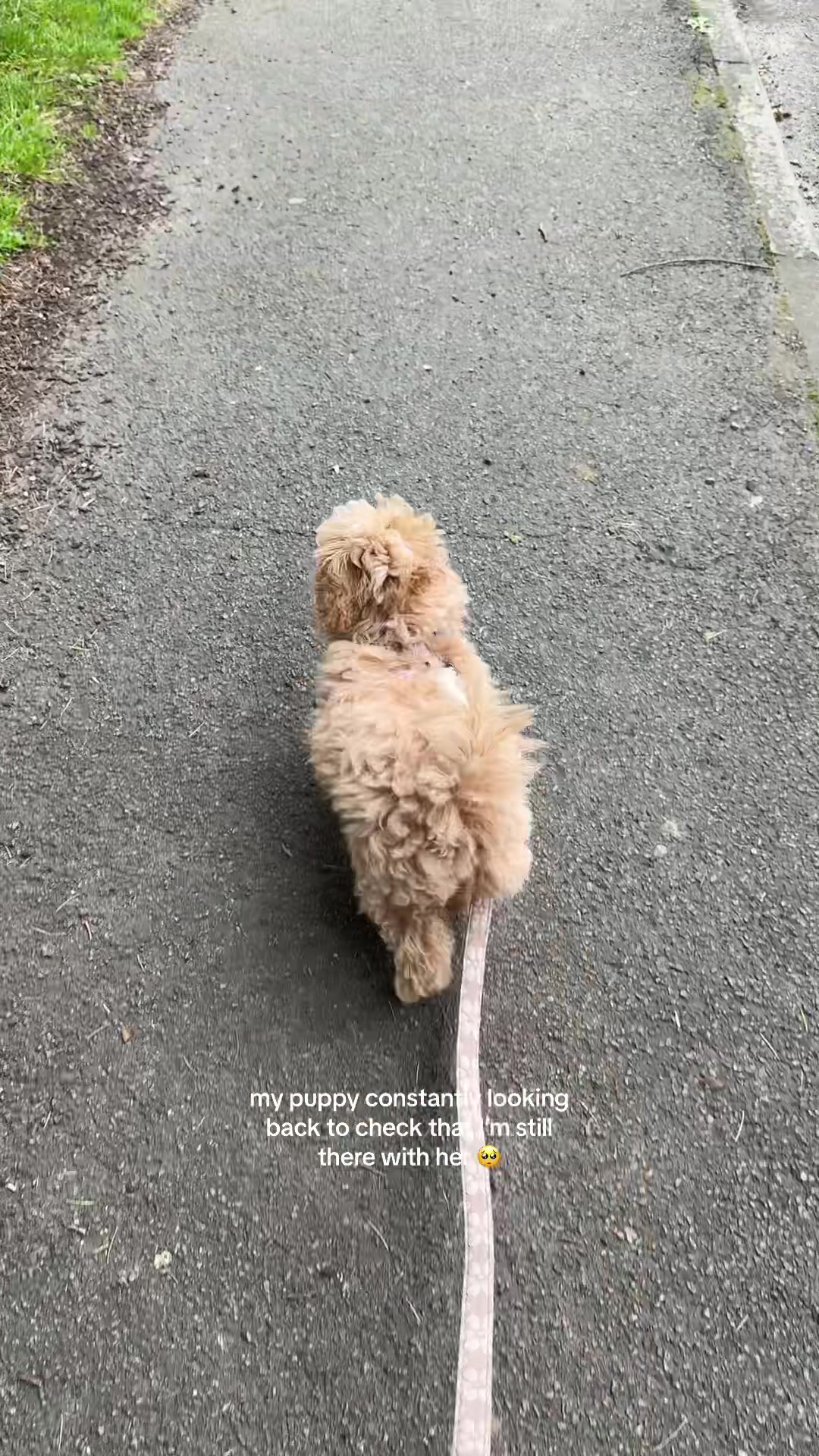@Willow The Maltipoo
