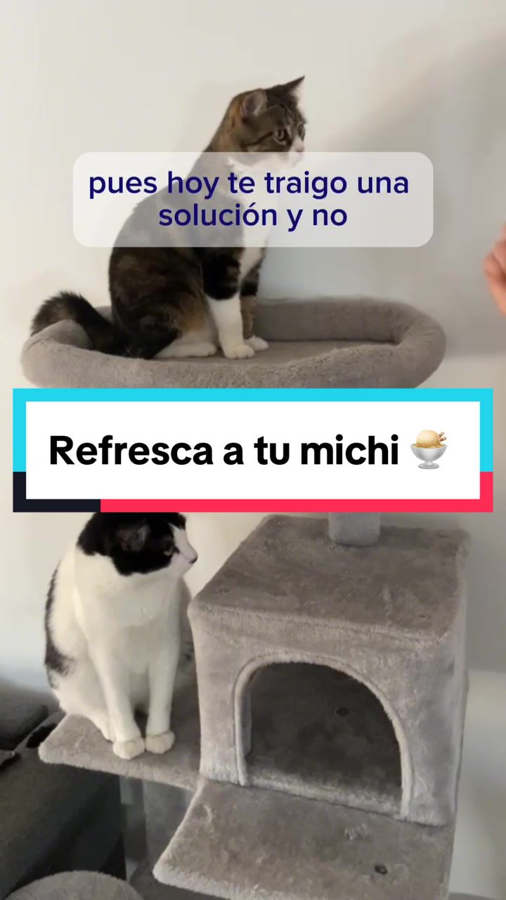 @Miscota &middot; Tienda para mascotas
