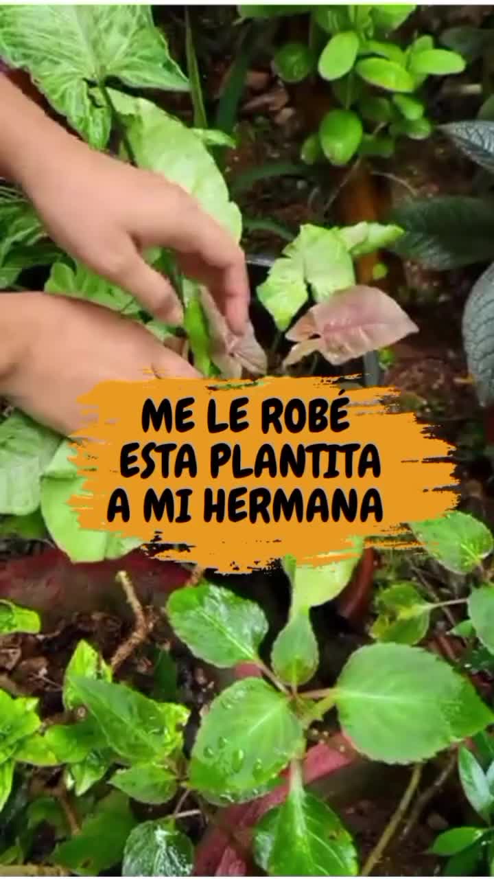 @Escuela de Kokedamas✅