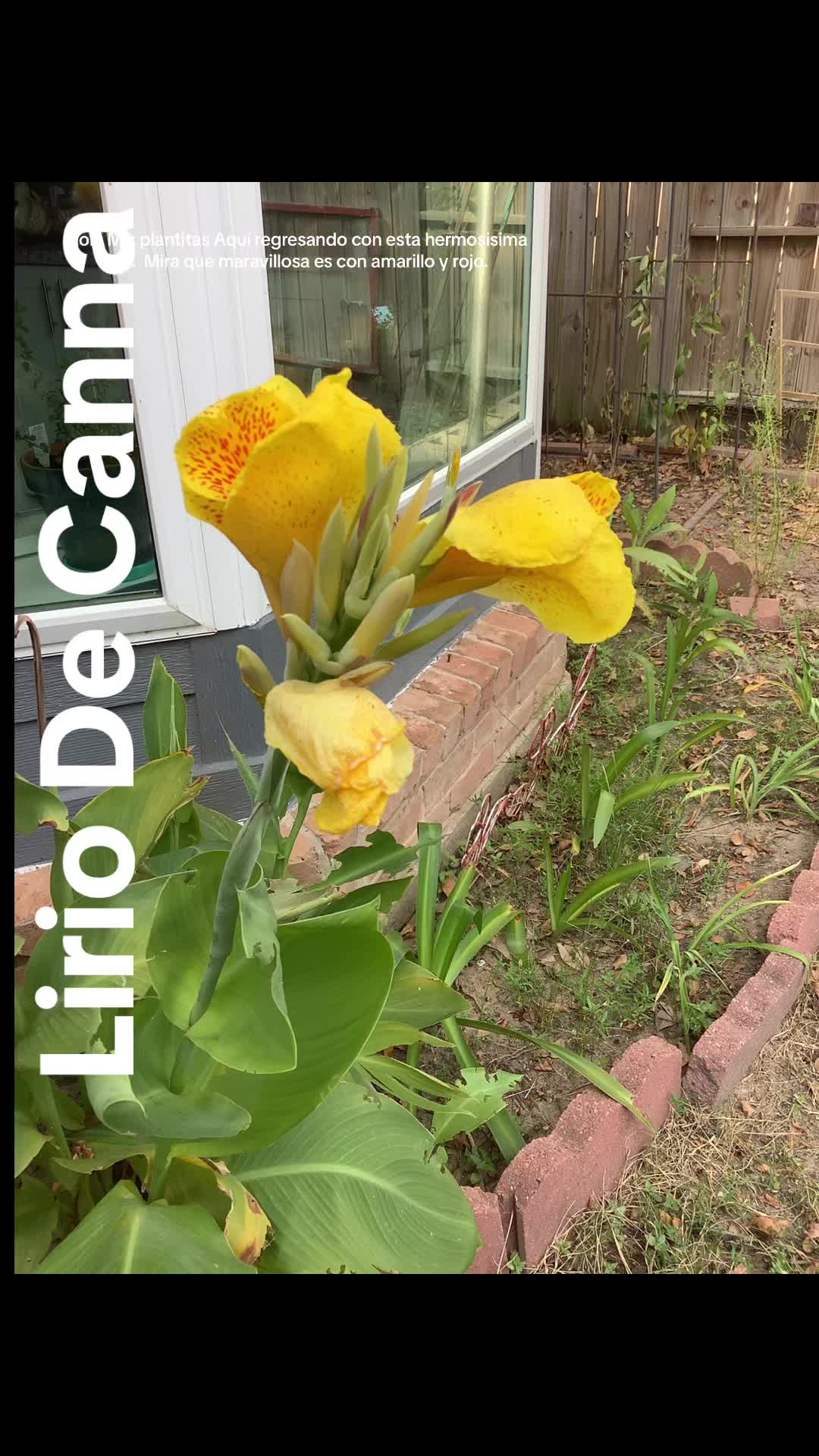 @Rosa Mata Flores