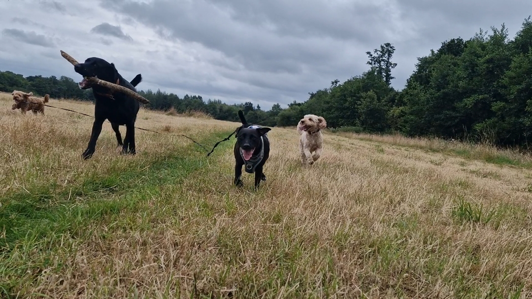 @woofTowalk