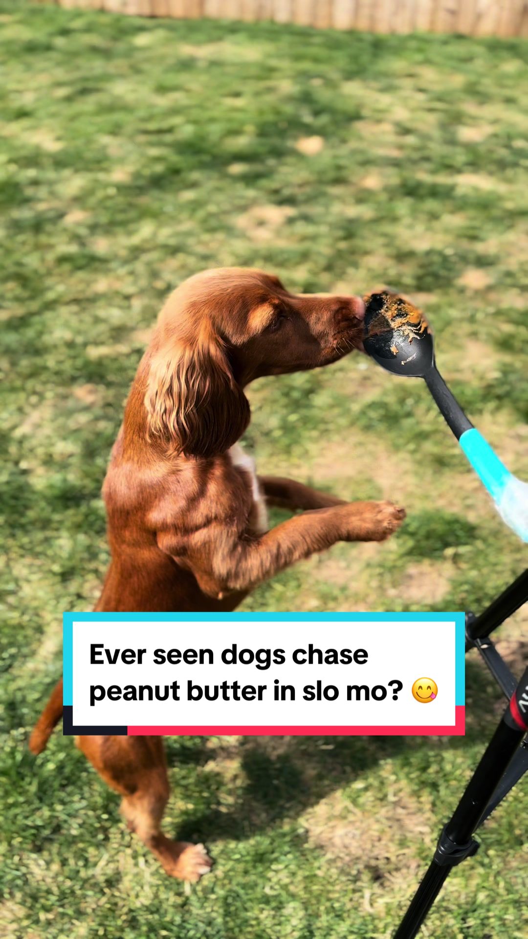 @Spaniel Explorers