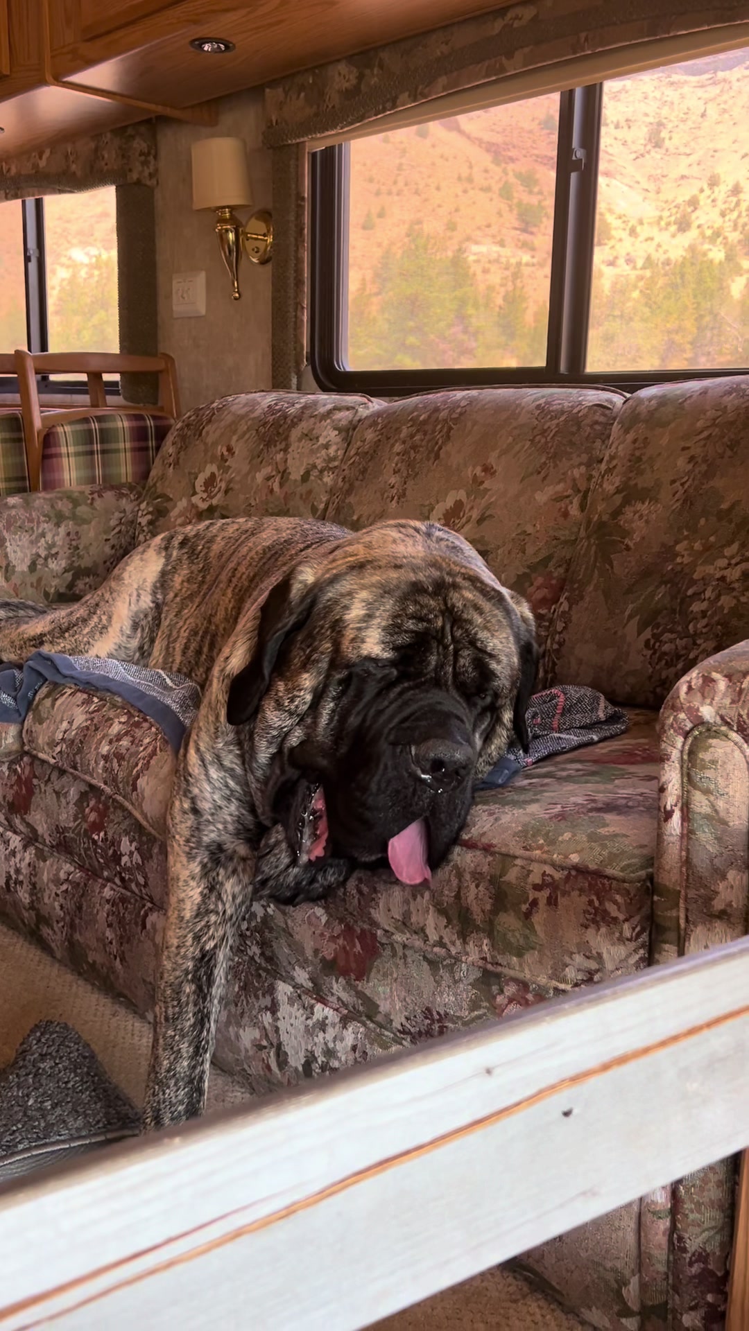 @BrindleBearTheMastiff