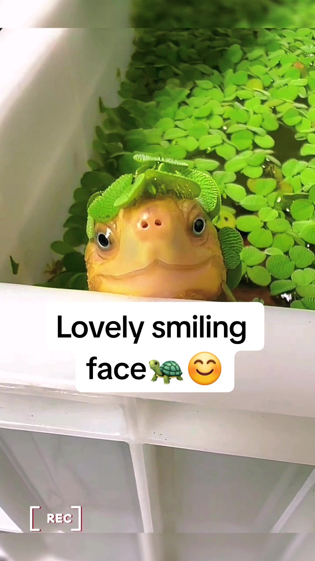 @Mr. Turtle