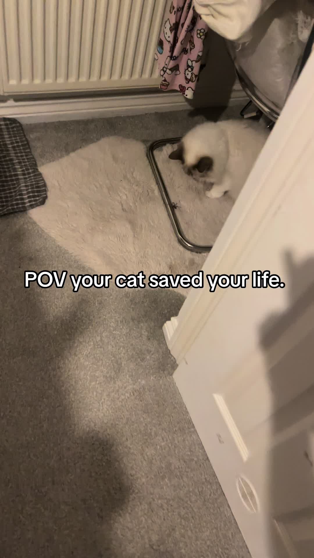 @TheFancyCatsWorld