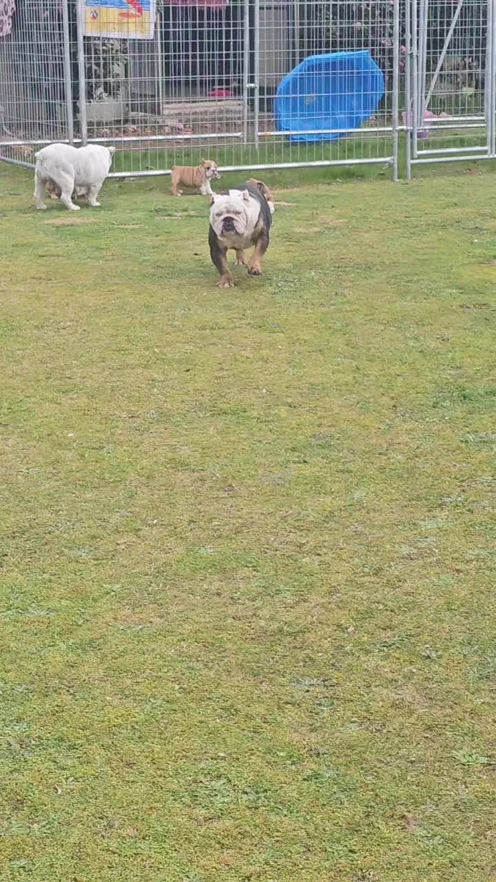 @Bulliciious Bulliez NZ
