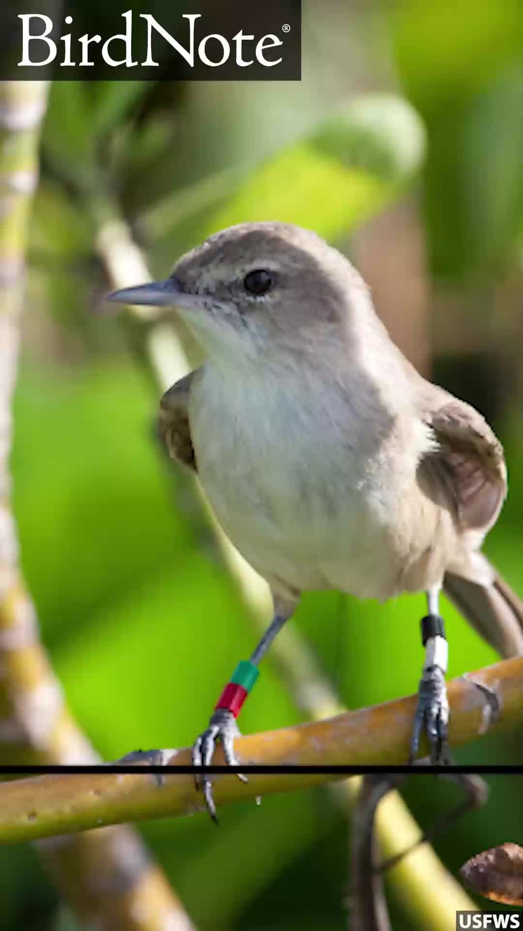 @BirdNote