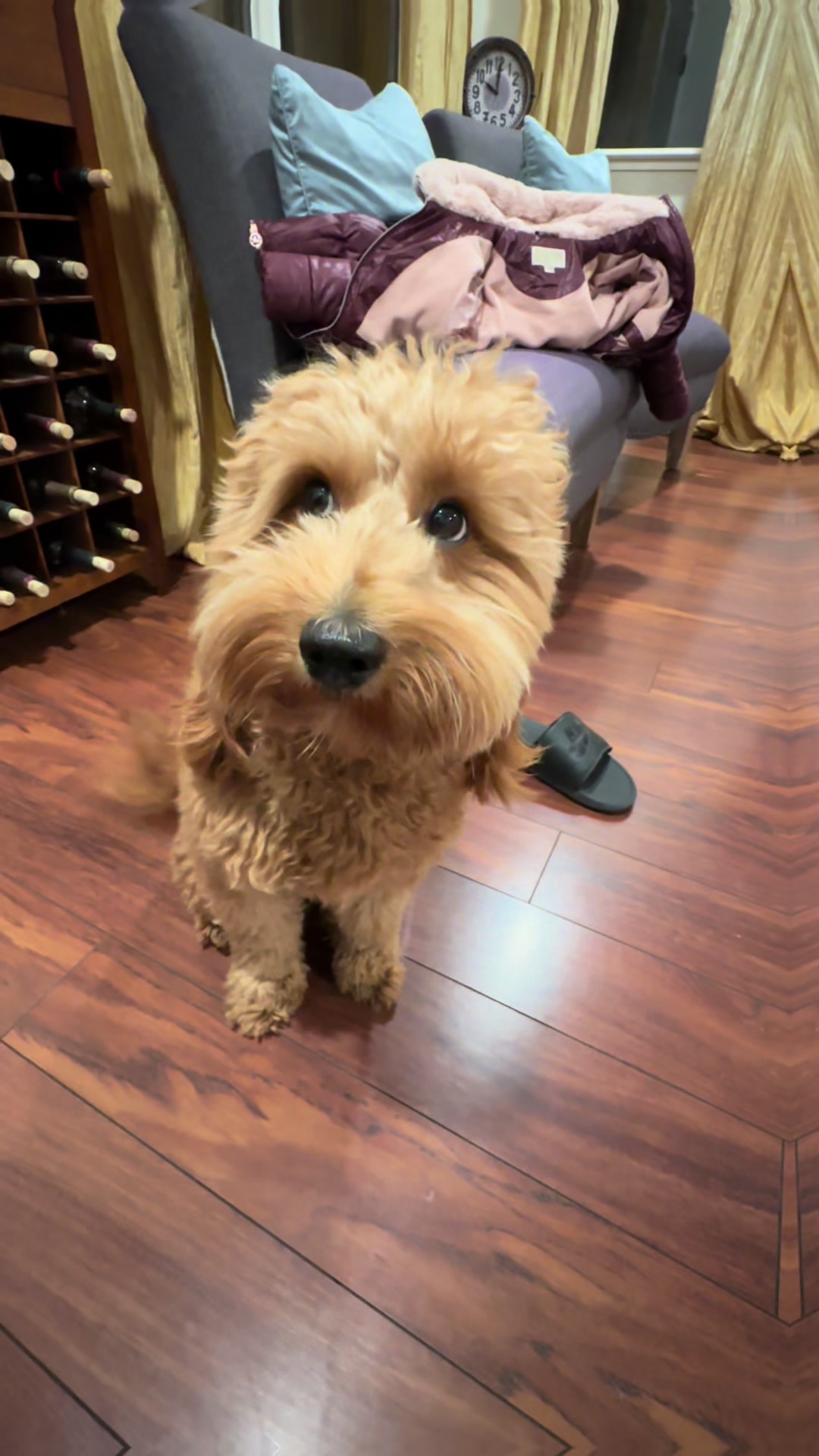 @TuckerTheTurlockDoodle