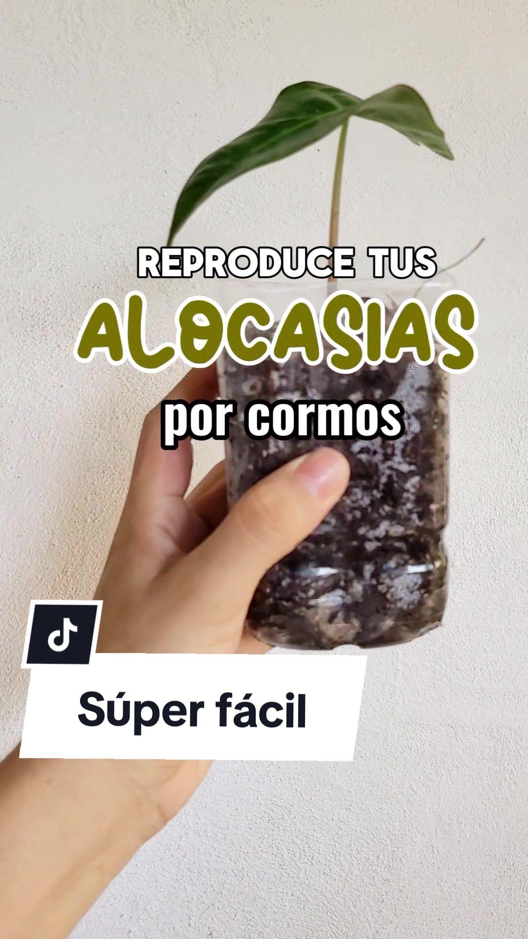 @Plantolog&iacute;a🌿