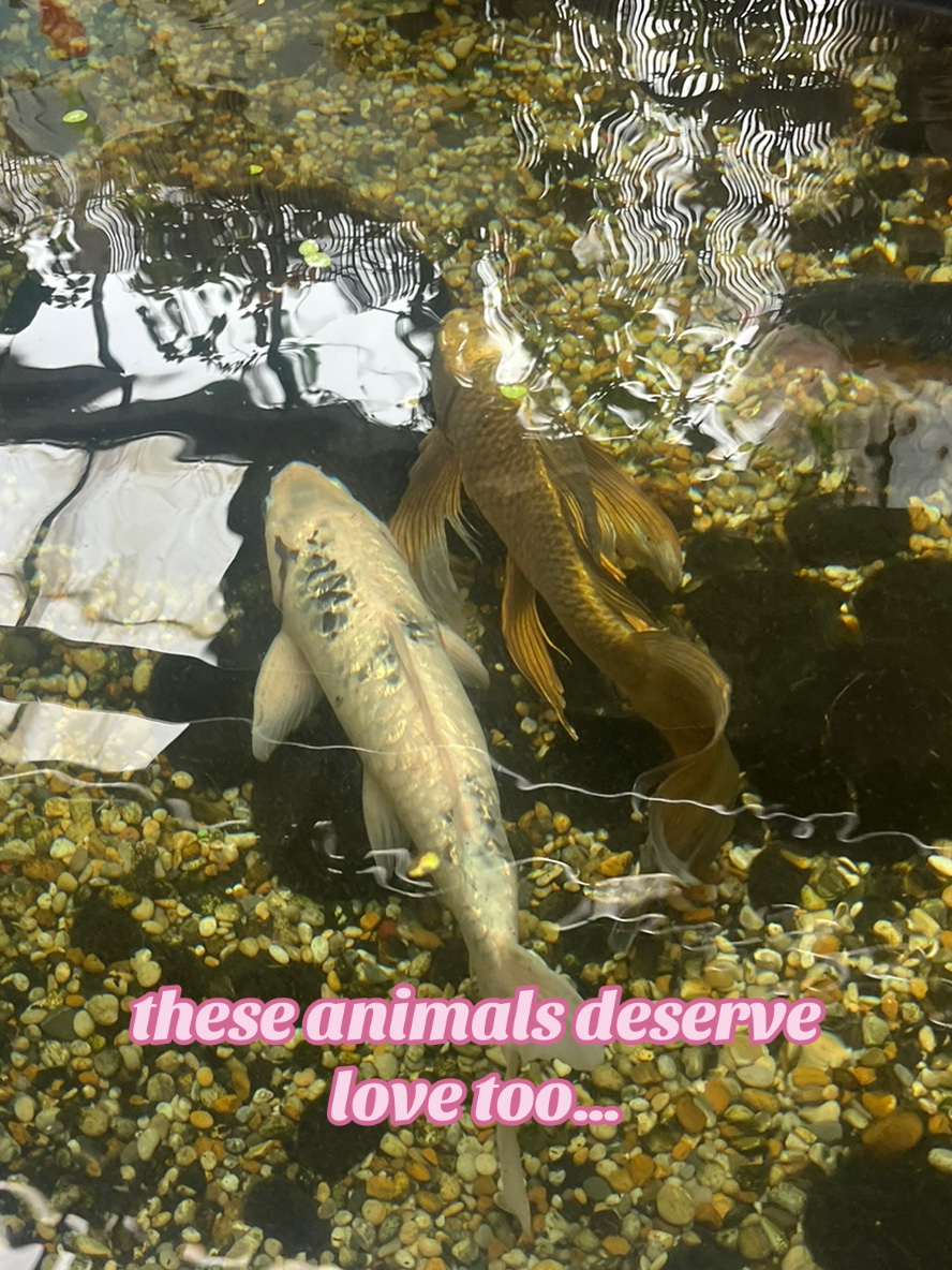 @Imys Animals