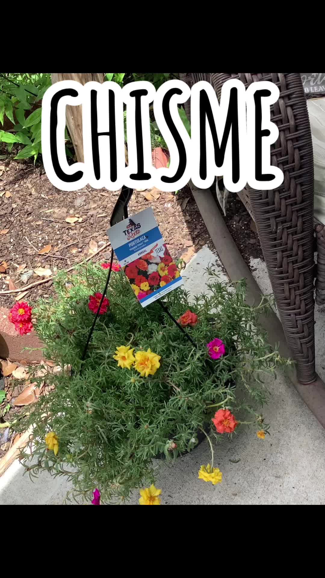 @Rosa Mata Flores