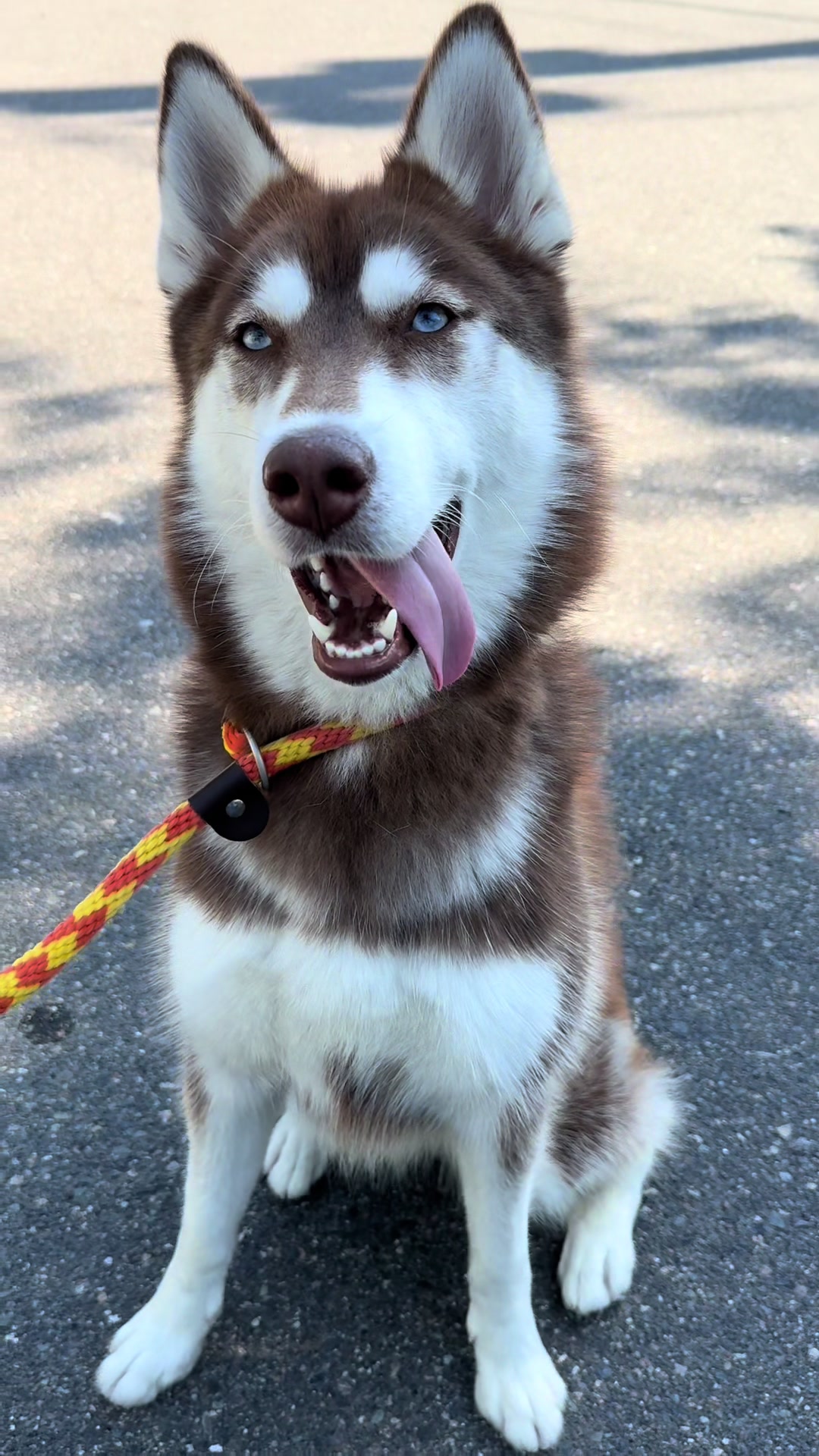 @Seattle Animal Shelter