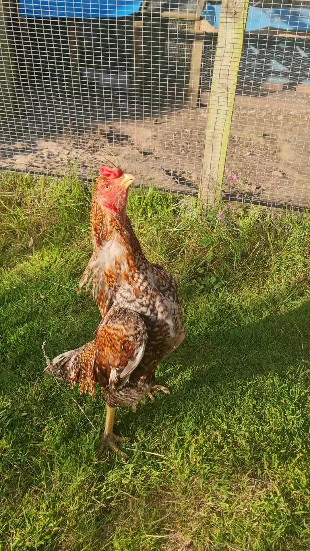 @Little Laying Chickens Shop