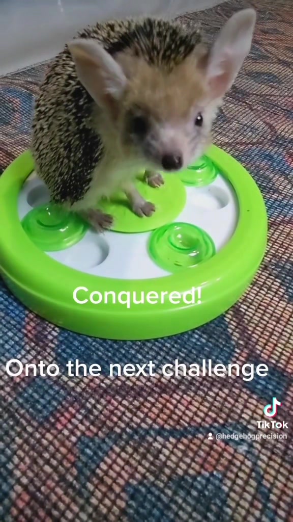 @hedgehogprecision