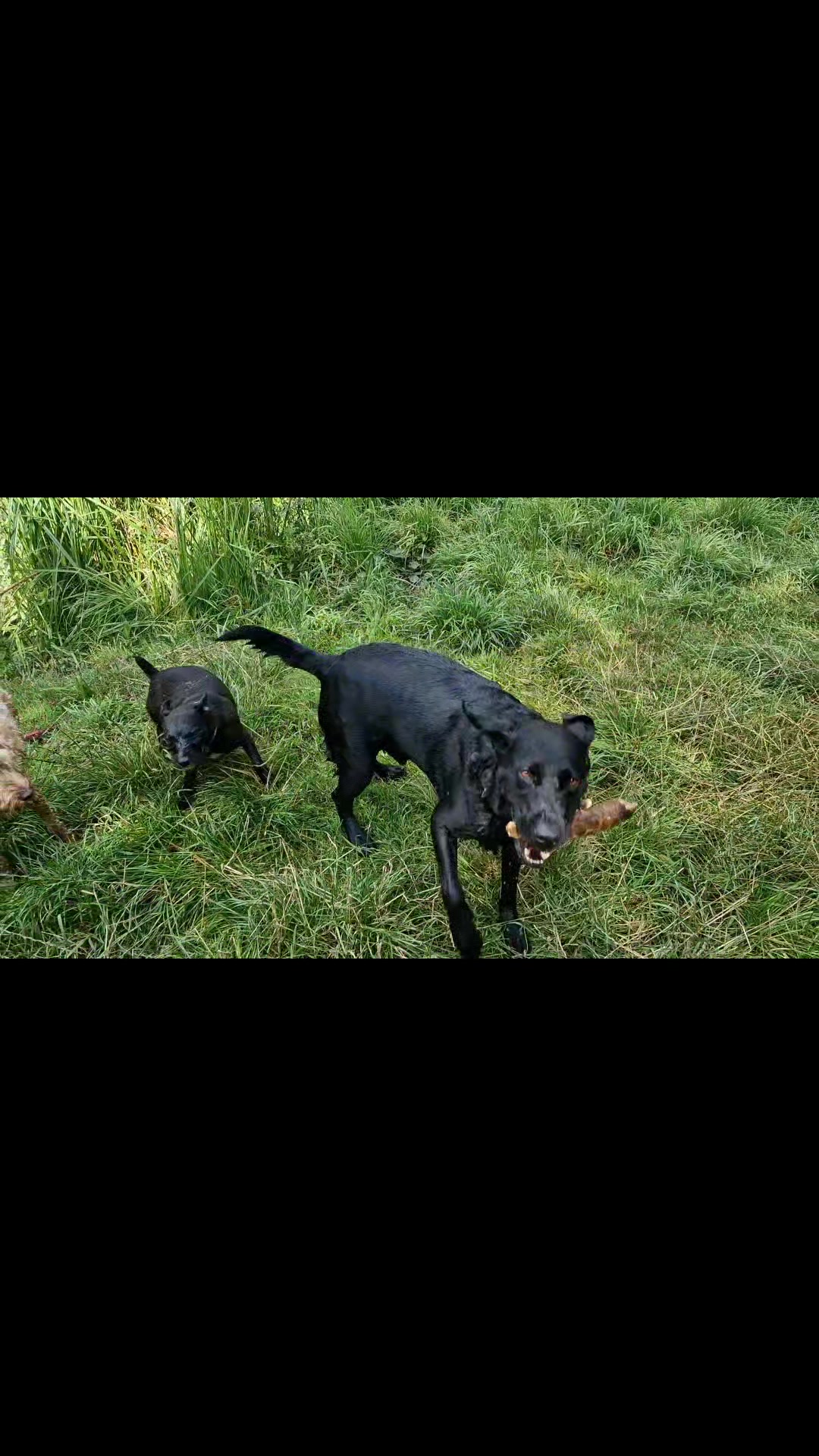 @woofTowalk