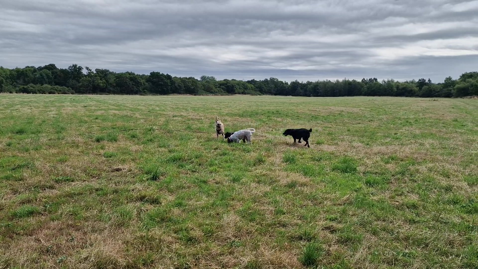 @woofTowalk